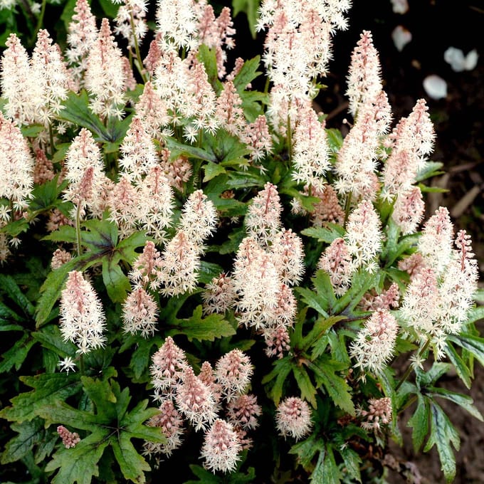 25 x Tiarella 'Pink Skyrocket' - Schuimbloem in 9x9 pot met hoogte 0-10 cm