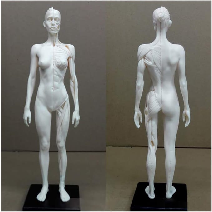 Anatomie Figuur - Menselijk Model - Kunst Studie - Half Spier Half Huid - 30 cm - Niet geverfd