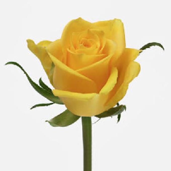20x Rosa moonwalk 60cm