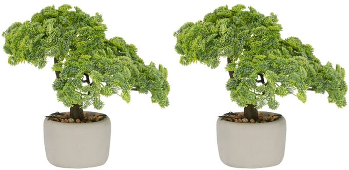 Set van 2 Kopu bonsai (Sedum multiceps) - 24 cm - grijze pot