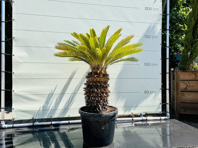Palmboom - Cycas Revoluta - Vredespalm - Pot ⌀ 45cm - Hoogte  130-150cm