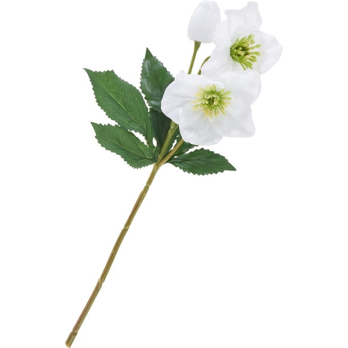 Helleborus