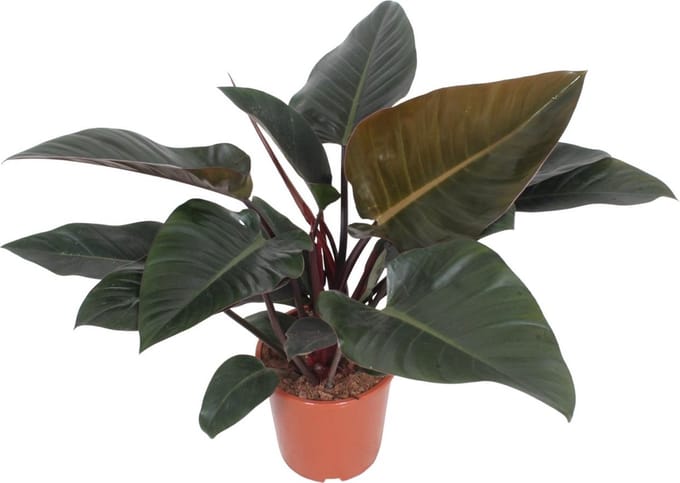 Green Harmony | Congo Red - Ø27cm - 80cm