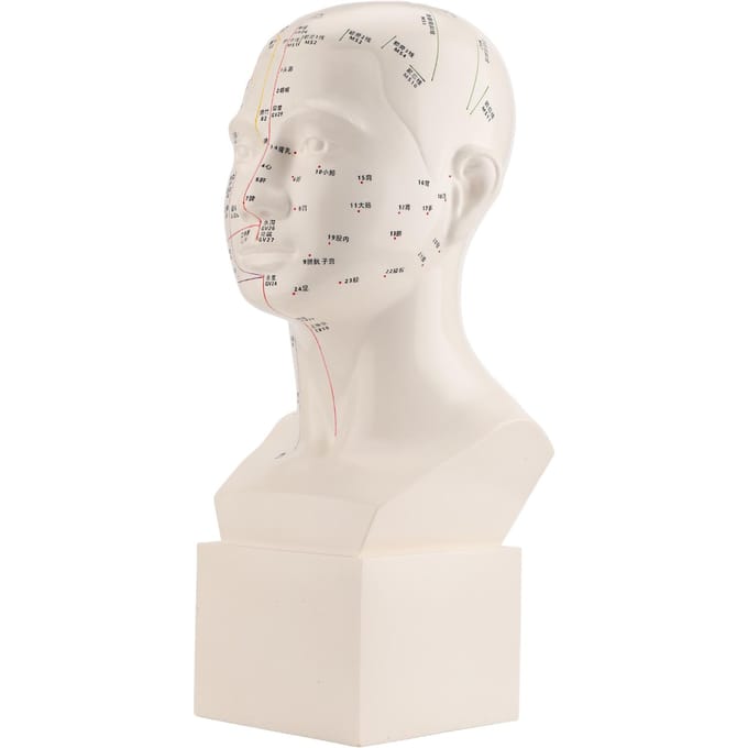 Modèle de tête d'acupuncture HD Standard Point d'acupuncture MTC Point d'acupuncture humain Modèle de tête Acupuncture white