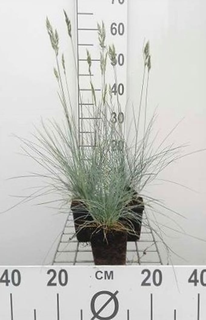 6x Zwenkgras - Festuca glauca 'Elijah Blue' | 9x9 cm pot