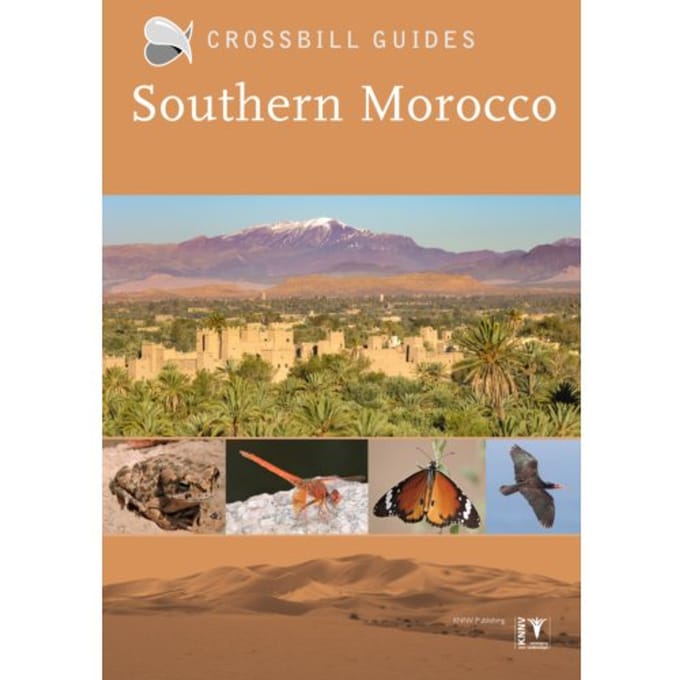 Crossbill Guide Southern Morocco - Crossbill Guides - Martin Pitt