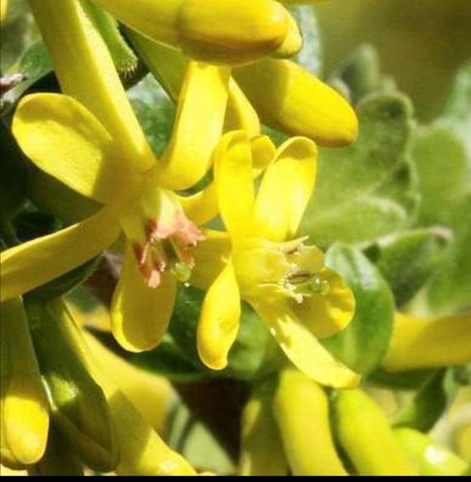 Ribes odoratum ( aureum) - Gele Ribes 50- 60 cm in pot