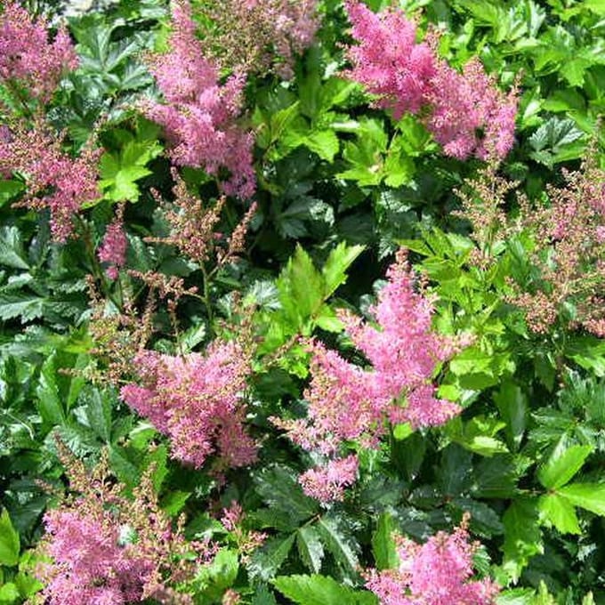 6 x Astilbe (J) 'Rheinland' - Astilbe pot 9x9 cm