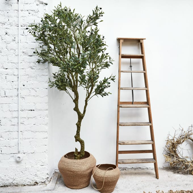 LOBERON Sierpotplant Dambly groen