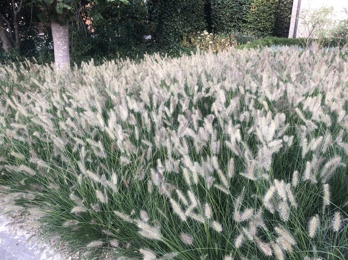 24x Pennisetum Hameln Lampenpoetsersgras in 9x9cm pot