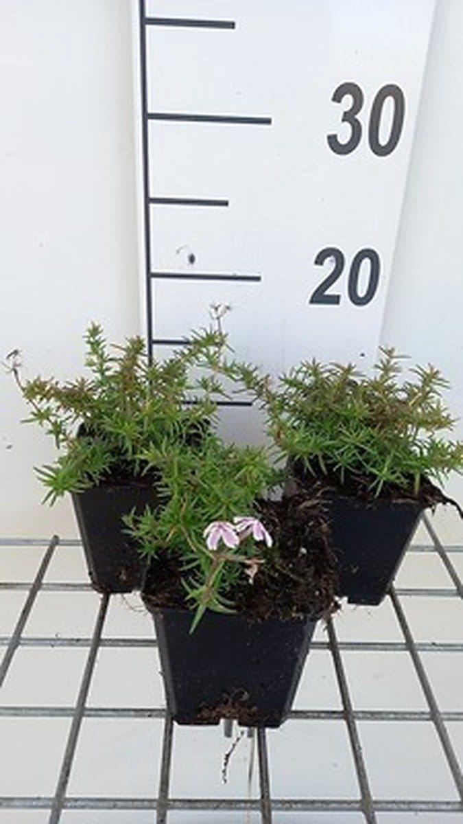 6x Vlambloem - Phlox (s) 'Kimono Pink White' | 9x9 cm pot