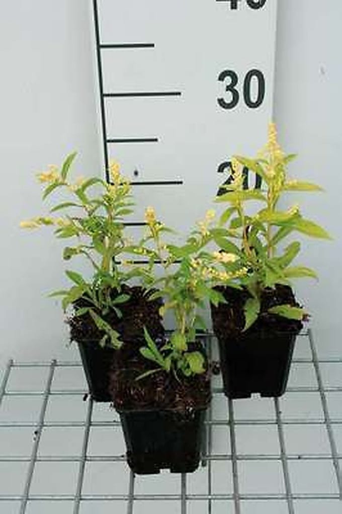6x Guldenroede - Solidago hybr. 'Golden Mosa' | 9x9 cm pot