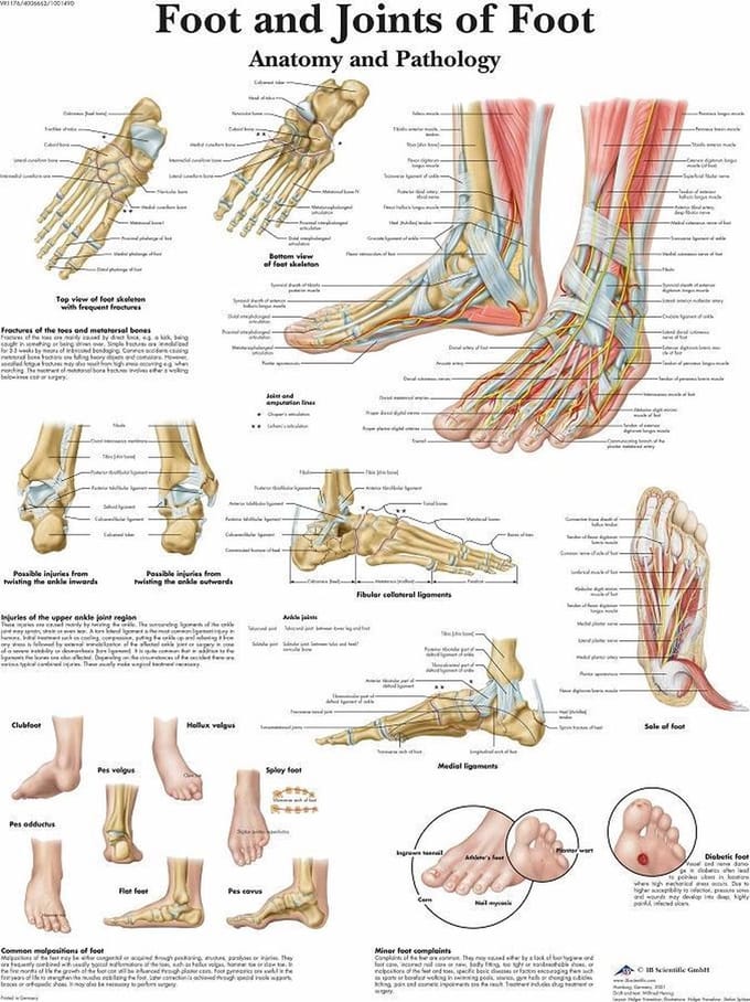 Het menselijk lichaam - anatomie poster voet (gelamineerd, 50x67 cm)