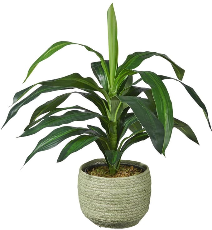 Kunstplant Dracaena fragans H60cm in mand groen – HTT Decorations kunstplanten