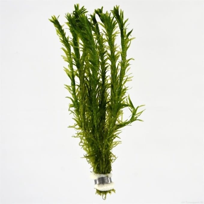 Moerings Aquariumplanten - Elodea densa (Bos)