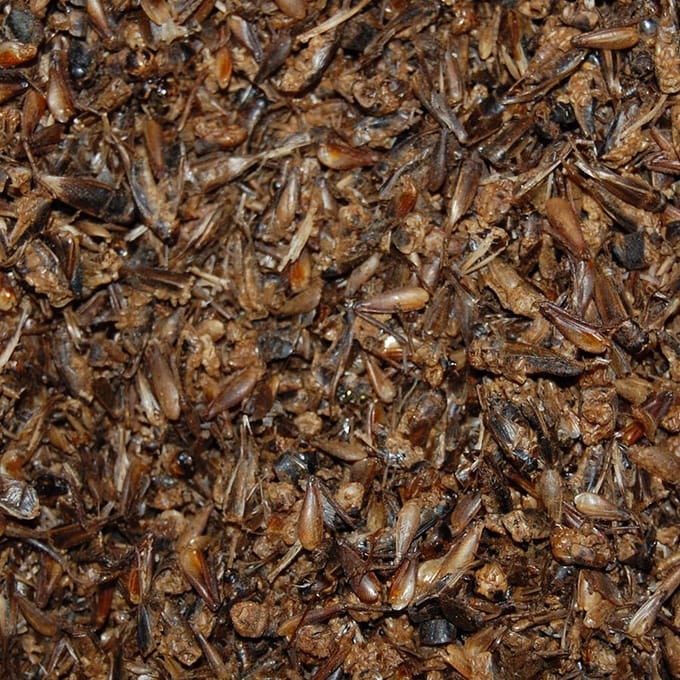 Gedroogde Krekels 50 L Bulkdoos