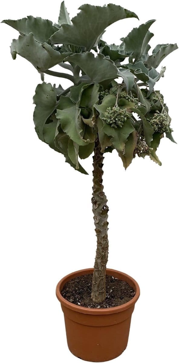 Kalanchoë Beharensis stam - 180 cm - ø45