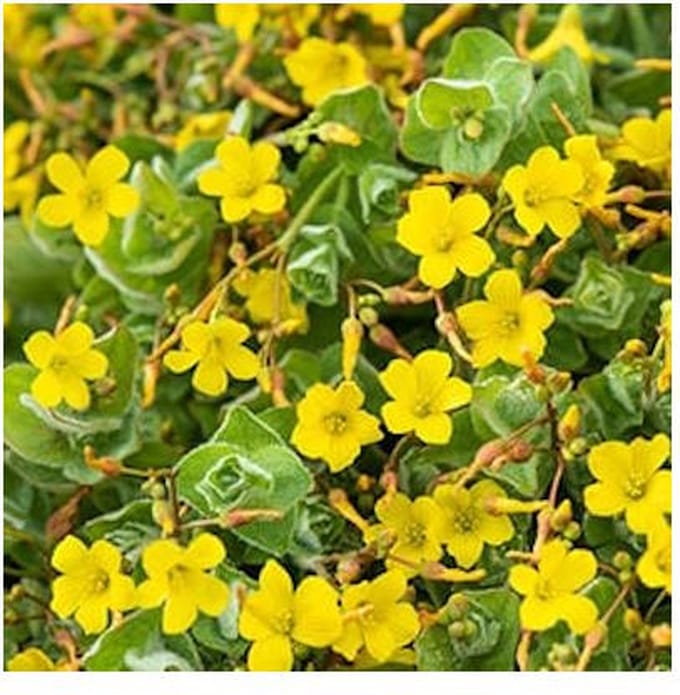 Moerings Hypericum Elodes | Moerashertshooi | In 9CM pot