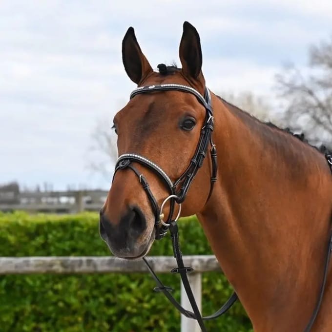 Engels gecombineerd hoofdstel met anatomische neusriem Jump'In Clincher Origin