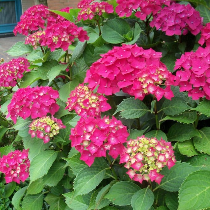 Hydrangea Macrophylla 'Glowing Embers' -  Hortensia 25-30 cm in pot