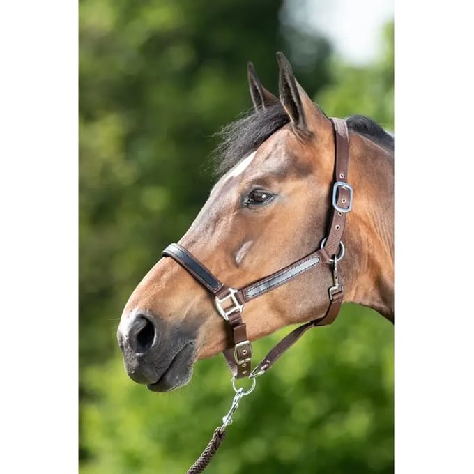Halster voor paarden HFI First