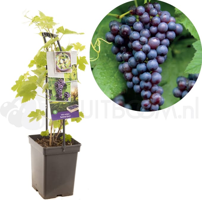 Vitis vinifera Boskoop Glorie
