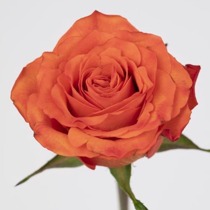 20x Rosa orange wave 60cm