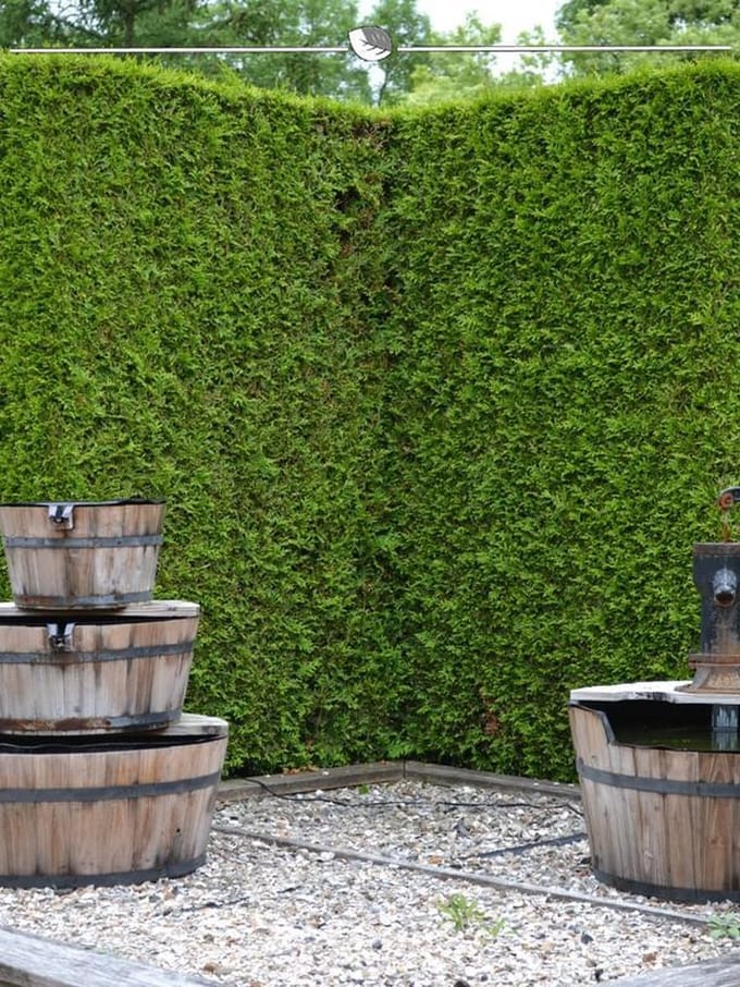 Westerse Levensboom Thuja Brabant 180-200 cm, 18x Haagplant