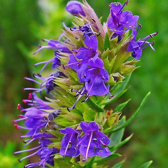 6 x Hyssopus Officinalis - Hyssop pot 9x9cm