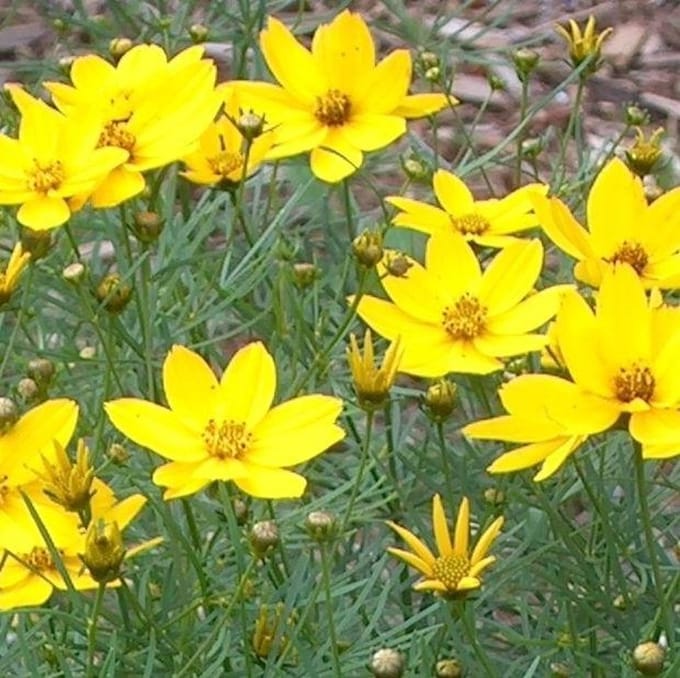 6 x Coreopsis Verticillata 'Zagreb' - Meisjesogen pot 9x9cm - Goudgele bloemen