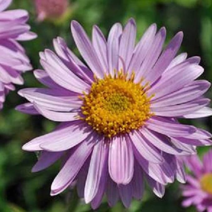 6 x Aster Alpinus 'Happy End'  - Voorjaarsaster pot 9x9cm