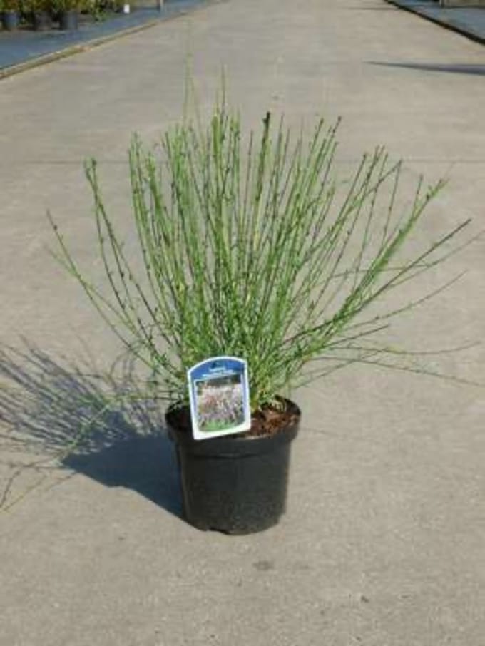 Cytisus scoparius 'Moyclare Pink' - Wilde Brem 40 - 60 cm in pot