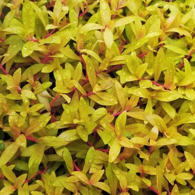 Aquaflora Nesaea Pedicellata Golden | in 5 cm pot