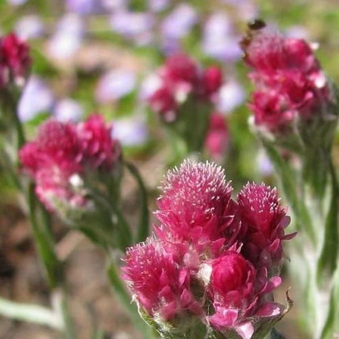 6 x Antennaria Dioica 'Rubra' - Rozenkransje Pot 9x9 cm - Roodbloeiende Bodembedekker