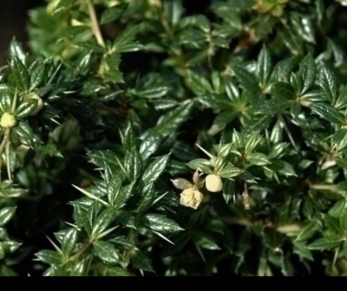 2 x Berberis frik. 'Amstelveen' - Zuurbes 25- 30 cm in pot