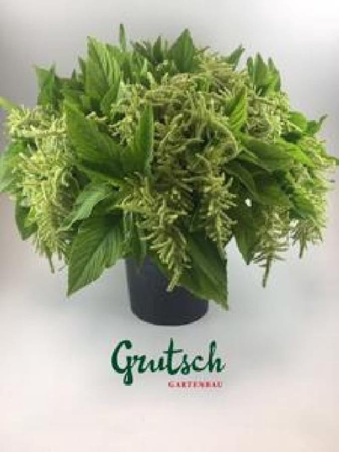 1x Amaran.hang - groen 50cm