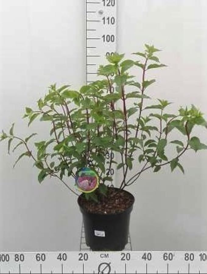 Hydrangea pan. 'Vanille Fraise'® - Pluimhortensia 60- 80 cm in pot