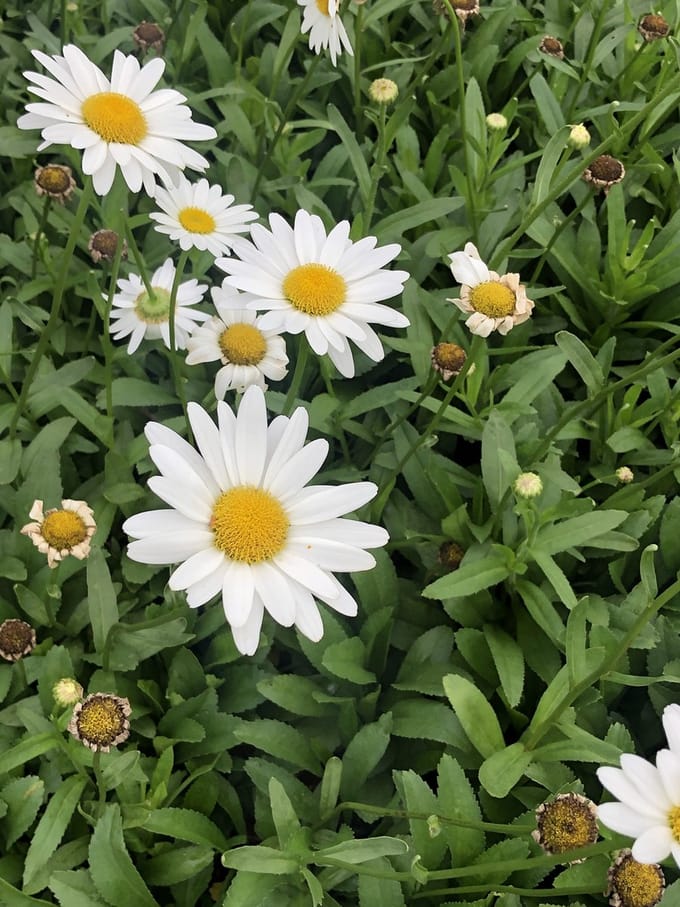 Leucanthemum 'Becky' - Margriet in pot 9 x 9 cm