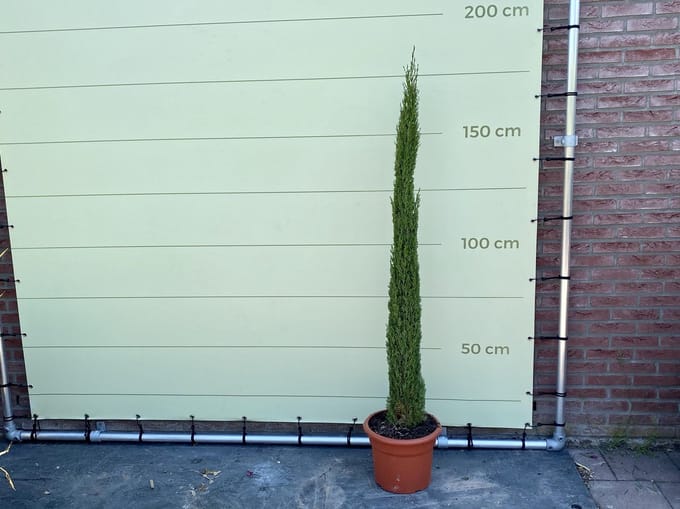 ITALIAANSE CIPRES TOTEM 160CM