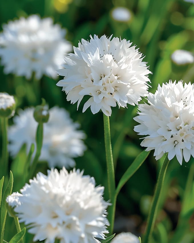 2 sets - Korenbloem Zaden White Ball Centaurea Cyanus Eenjarig