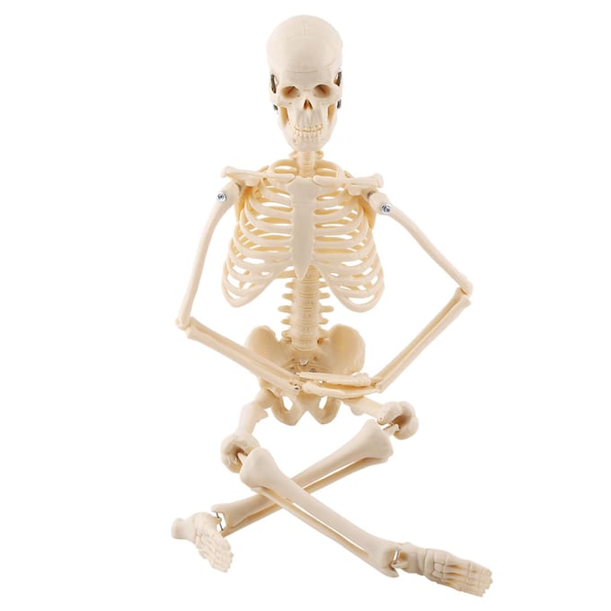 1 stuks Menselijk Skelet Anatomisch Model Medisch Anatomisch Onderwijsmiddel Met Basis white