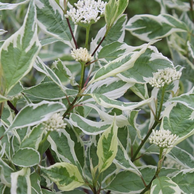 Cornus Alba 'Elegantissima' - Kornoelje 60-80 cm in pot