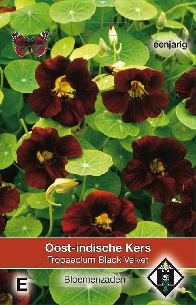 2 stuks Van Hemert & Co Tropaeolum m.n. Black Velvet