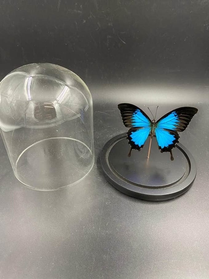 Stolp met Papilio Ulysses (1)