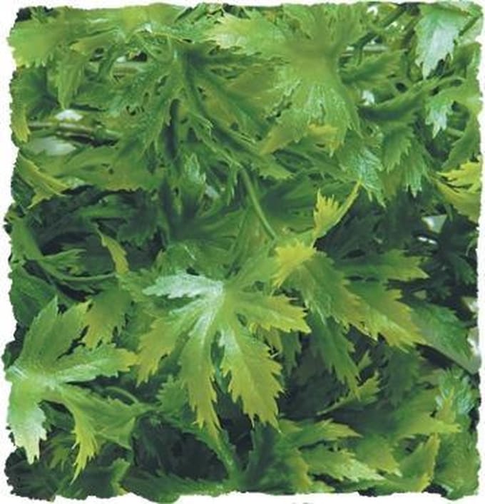 Zoomed Naturalistic Flora - Canabis - Large - terrariumplant
