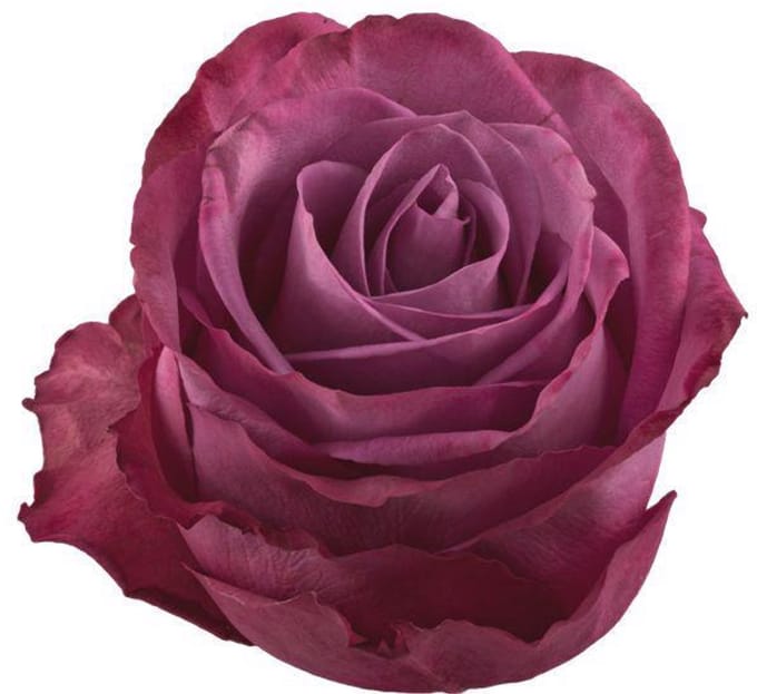 25x Rosa moody blues! 60cm
