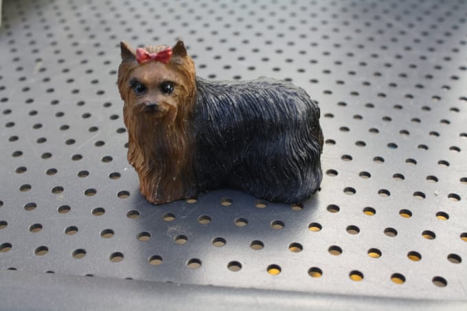 Yorkshire Terrier