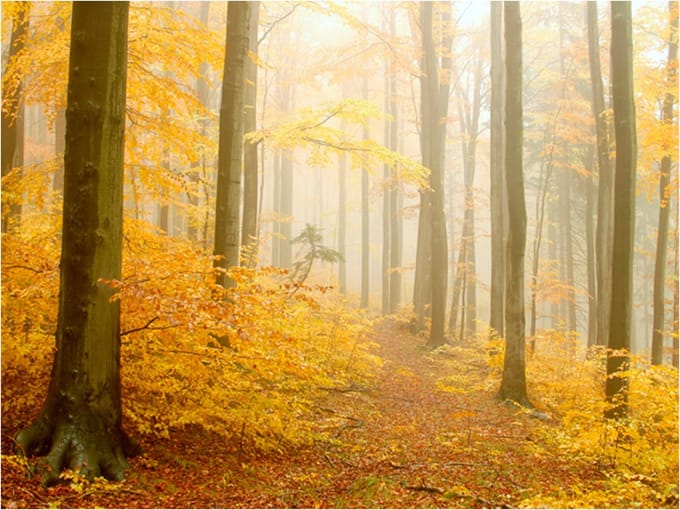Fotobehang - bos - herfst.