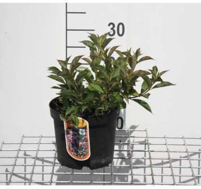 Weigela florida 'Pink Poppet' - Weigelia 30 - 40 cm in pot