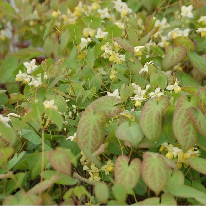 6 x Epimedium Versicolor 'Sulphureum' - Elfenbloem pot 9x9cm - Geelbloeiende bodembedekker